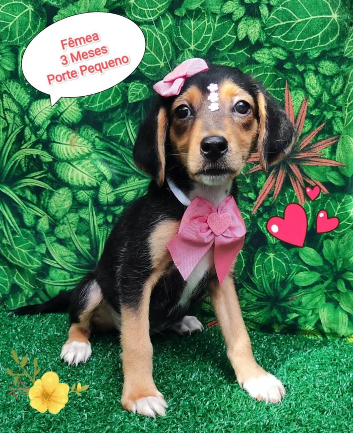Cachorro ra a SRD-ViraLata idade 2 a 6 meses nome Gisele 