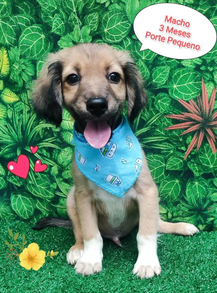 Cachorro ra a  idade 2 a 6 meses nome Noah