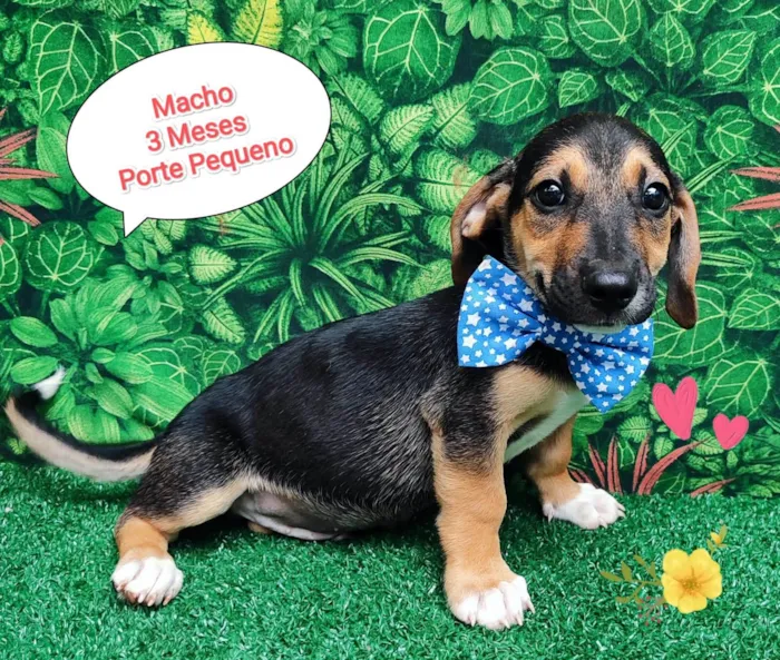 Cachorro ra a  idade 2 a 6 meses nome Henry 