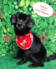Snoopy preto 