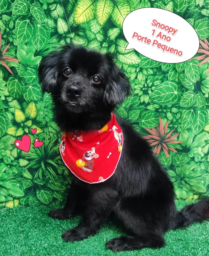 Cachorro ra a SRD-ViraLata idade 1 ano nome Snoopy preto 