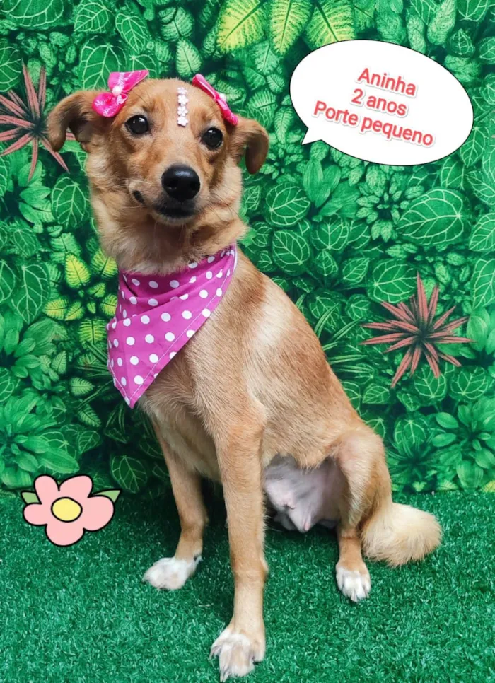 Cachorro ra a SRD-ViraLata idade 2 anos nome Aninha 