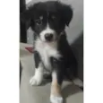 Lila 
