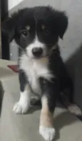 Lila 