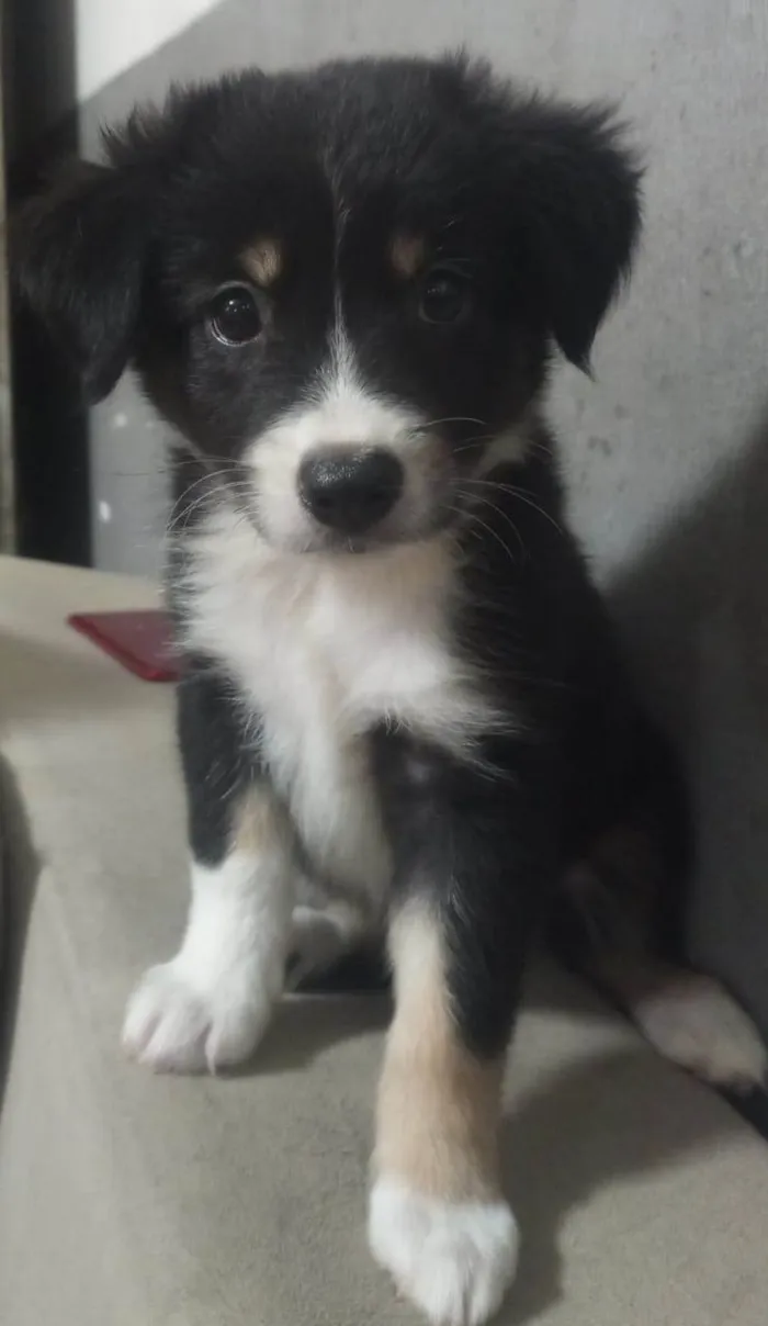 Cachorro ra a SRD-ViraLata idade Abaixo de 2 meses nome Lila 