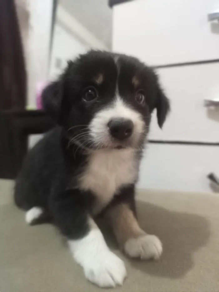 Cachorro ra a SRD-ViraLata idade Abaixo de 2 meses nome Lila 