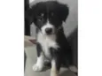 Lila 