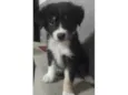 Lila 