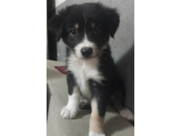 Cachorro ra a SRD-ViraLata idade Abaixo de 2 meses nome Lila 