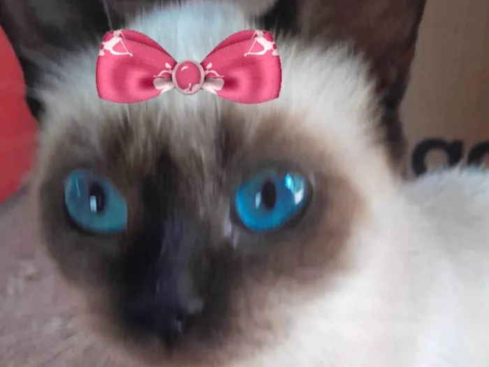 Gato ra a Siamesa  idade 2 a 6 meses nome Nicole 