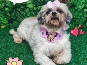 Cachorro raça Shitzu idade 5 anos nome Bella 