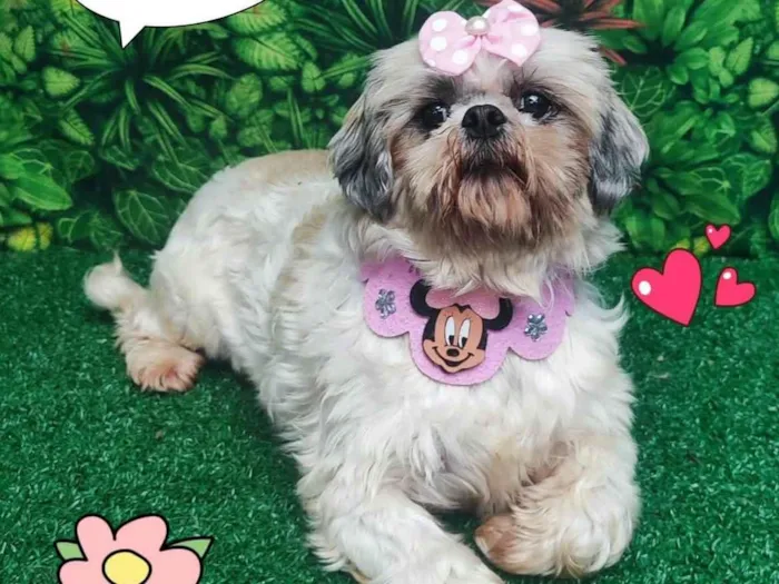 Cachorro ra a Shitzu idade 5 anos nome Bella 