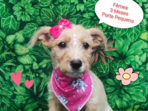 Cachorro raça SRD-ViraLata idade 2 a 6 meses nome Buba