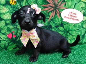 Cachorro raça SRD-ViraLata idade 2 a 6 meses nome Lola