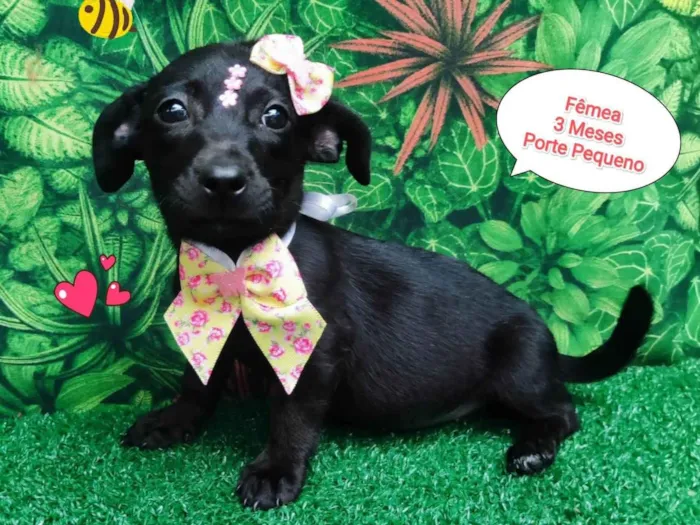 Cachorro ra a SRD-ViraLata idade 2 a 6 meses nome Lola
