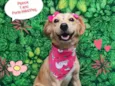 Pipoca 