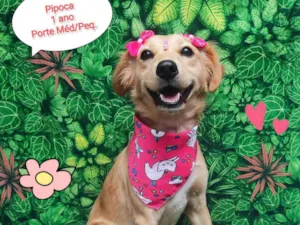 Cachorro raça SRD-ViraLata idade 1 ano nome Pipoca 