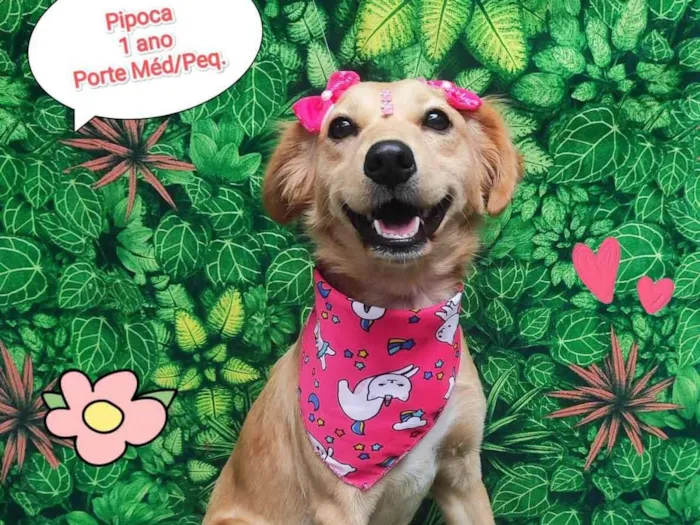 Cachorro ra a SRD-ViraLata idade 1 ano nome Pipoca 