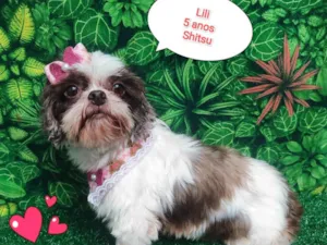 Cachorro raça Shitzu idade 5 anos nome Lili