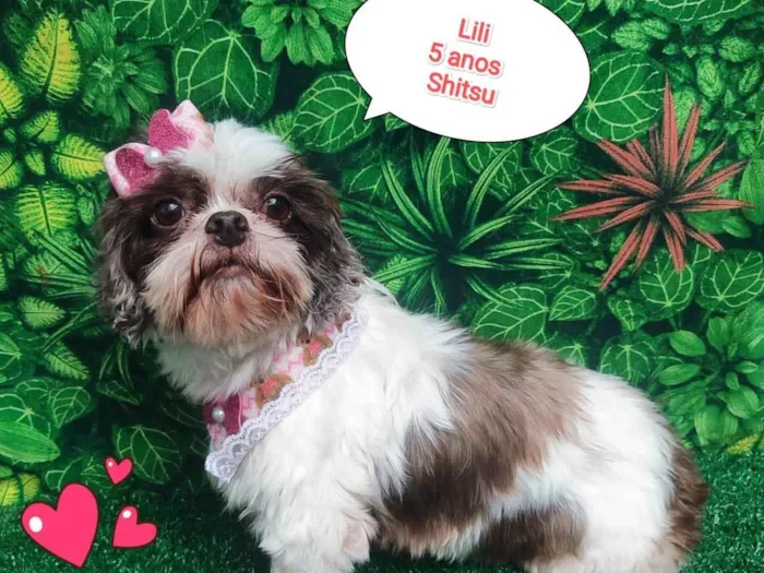 Cachorro ra a Shitzu idade 5 anos nome Lili