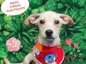 Cachorro raça SRD-ViraLata idade 2 a 6 meses nome Hulk
