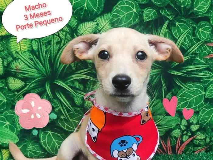 Cachorro ra a SRD-ViraLata idade 2 a 6 meses nome Hulk