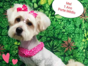 Cachorro raça SRD-ViraLata idade 1 ano nome Mel Branca