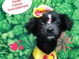 Cachorro raça SRD-ViraLata idade 2 a 6 meses nome Yohana 