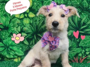 Cachorro raça SRD-ViraLata idade 2 a 6 meses nome Glória 