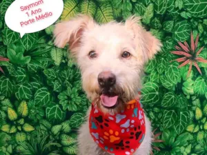 Cachorro raça SRD-ViraLata idade 1 ano nome Saymom