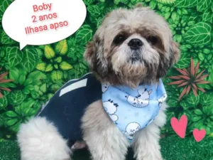 Cachorro raça Ilhasa apso  idade 2 anos nome Boby