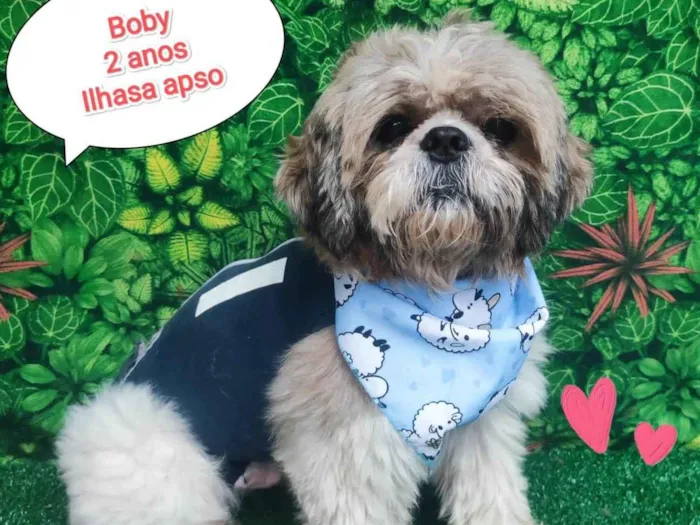 Cachorro ra a Ilhasa apso  idade 2 anos nome Boby