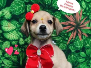Cachorro raça SRD-ViraLata idade 2 a 6 meses nome Maju 