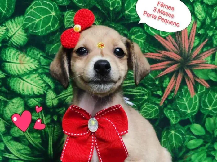 Cachorro ra a SRD-ViraLata idade 2 a 6 meses nome Maju 