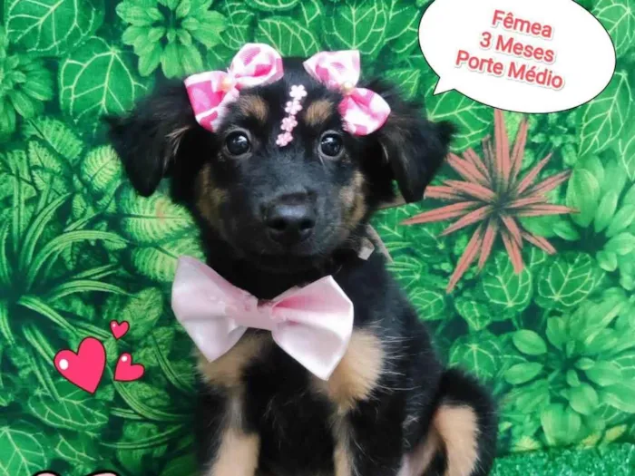 Cachorro ra a  idade 2 a 6 meses nome Margo 