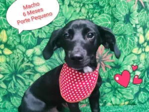 Cachorro raça SRD-ViraLata idade 2 a 6 meses nome Capitão 