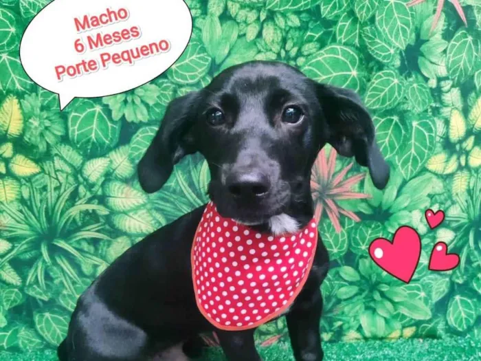 Cachorro ra a SRD-ViraLata idade 2 a 6 meses nome Capitão 
