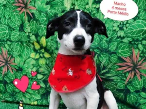 Cachorro raça SRD-ViraLata idade 2 a 6 meses nome William 