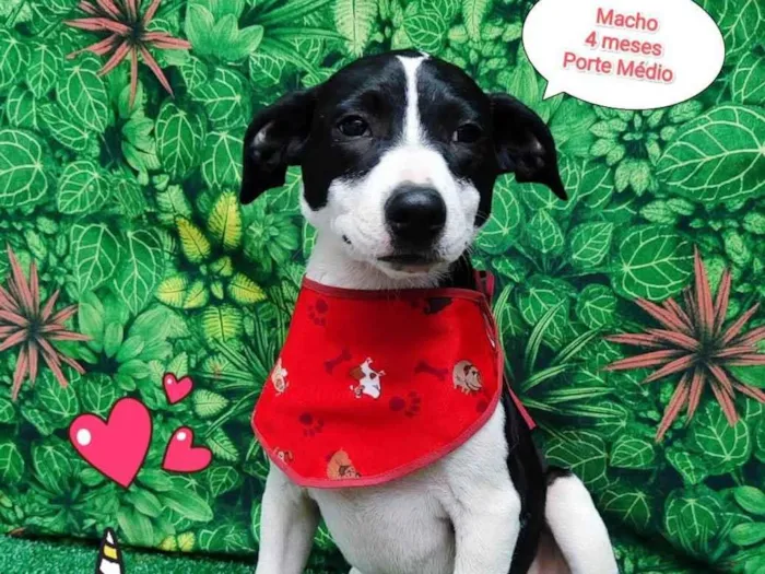 Cachorro ra a SRD-ViraLata idade 2 a 6 meses nome William 
