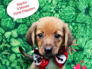 Cachorro raça SRD-ViraLata idade 2 a 6 meses nome Tico