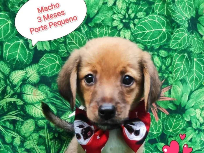 Cachorro ra a SRD-ViraLata idade 2 a 6 meses nome Tico
