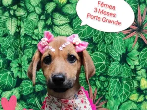 Cachorro raça SRD-ViraLata idade 2 a 6 meses nome Athena