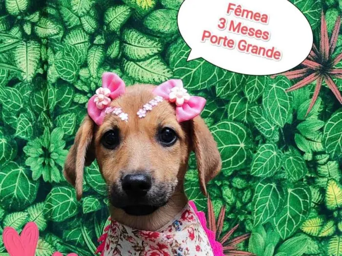 Cachorro ra a SRD-ViraLata idade 2 a 6 meses nome Athena