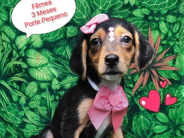 Cachorro ra a SRD-ViraLata idade 2 a 6 meses nome Gisele 