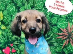Cachorro raça  idade 2 a 6 meses nome Noah
