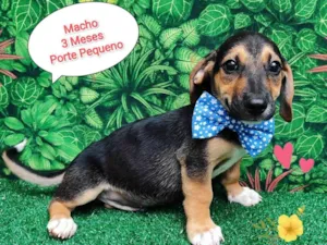 Cachorro raça  idade 2 a 6 meses nome Henry 