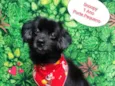 Snoopy preto 