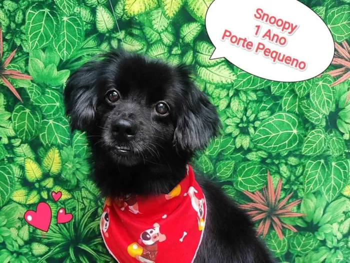 Cachorro ra a SRD-ViraLata idade 1 ano nome Snoopy preto 