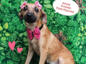 Cachorro raça SRD-ViraLata idade 7 a 11 meses nome Amora