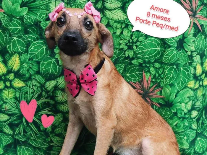 Cachorro ra a SRD-ViraLata idade 7 a 11 meses nome Amora